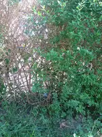Hecke2.webp