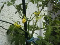 BILD7143.webp