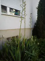DSC04260.webp