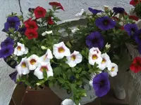 BILD7149.webp