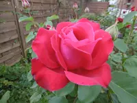 P1010047.webp