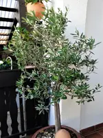 DSC00313.webp