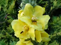 DSC00333.webp