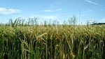 IMG_20170610_172520611.jpg