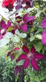 gemischt 066.webp