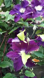gemischt 067.webp