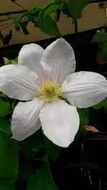 gemischt 068.webp