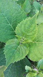 gemischt 028.webp