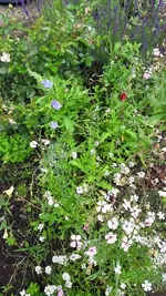 gemischt 064.webp
