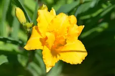 Zlata Virginica.webp