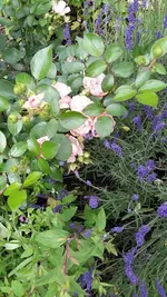 gemischt 065.webp
