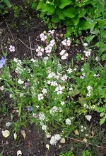 gemischt 063.webp