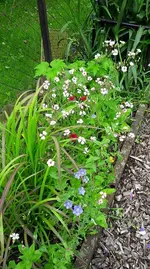 gemischt 058.webp