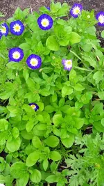 gemischt 059.webp