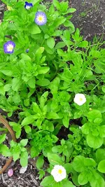 gemischt 060.webp