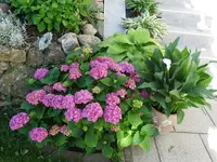 DSC00331.webp
