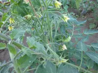 P1020581.webp
