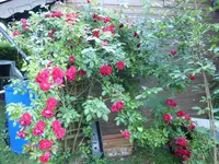 P1020625.webp