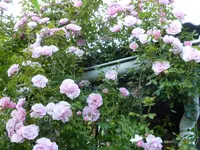 P1020553.webp