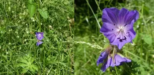 Wiesenstorchschn 03.webp