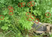 Wiesenstorchschn 04.webp