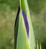 Iris spu 04.jpg