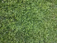 Rasen_20170619.webp