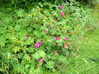 P1140022.webp