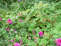 P1140024.webp