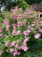 P1140050.webp