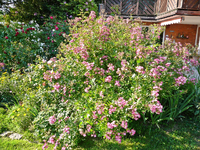 P1140013.webp