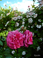 P1140014.webp