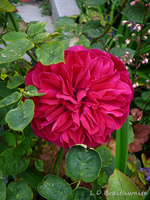 P1140030.webp