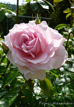 P1140038.webp
