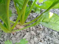 IMG_20170619_193040.webp