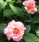 20170605_150817.2.webp