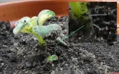 Streptocarpus 05.webp