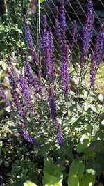 gemischt 024.webp