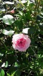 gemischt 027.webp