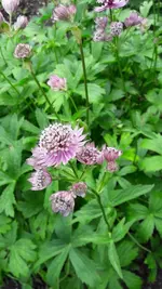 gemischt 043.webp
