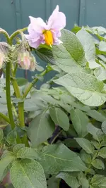gemischt 047.webp