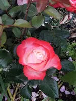 gemischt 049.webp