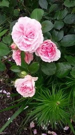 gemischt 050.webp