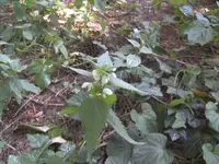 BILD6811.webp