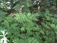 BILD6814.webp