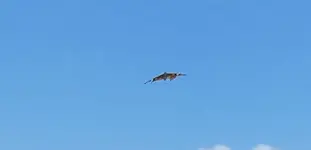 In der Luft.webp