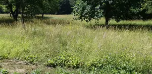 Wiese.webp