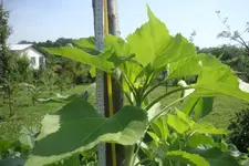 DSC00931.webp