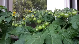 20170620_111936.webp