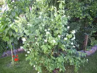 100_2380.webp